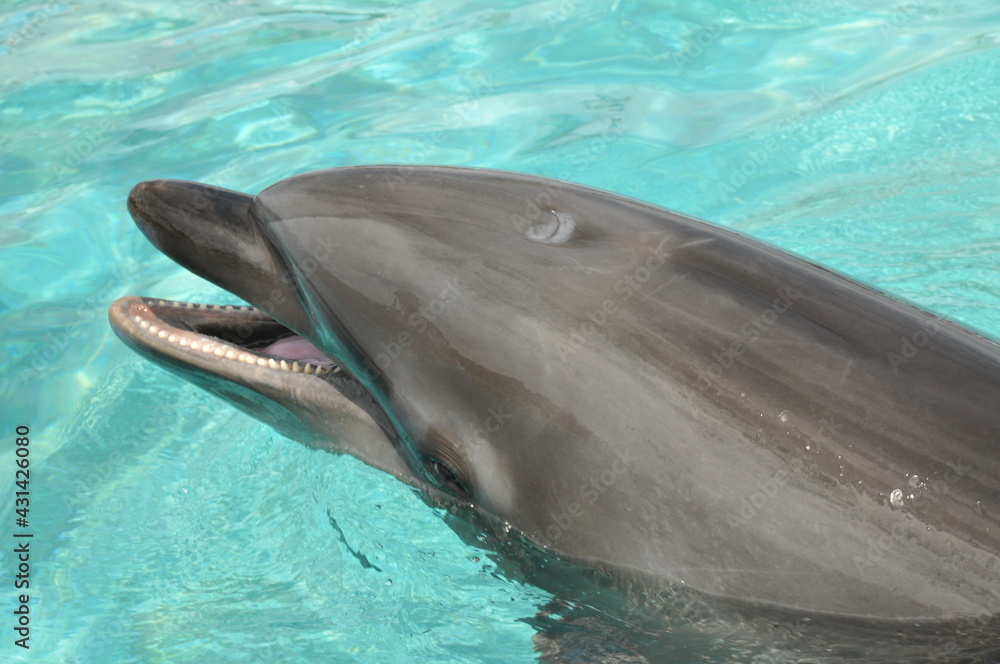 Naklejka premium イルカのアップ