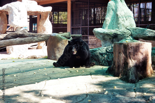 Asian black bear in cages of Zoo and Aquarium Bueng Chawak Chalermphrakiat for thai people and foreign travelers travel visit at Doem Bang Nang Buat district of Suphanburi in Suphan Buri, Thailand photo