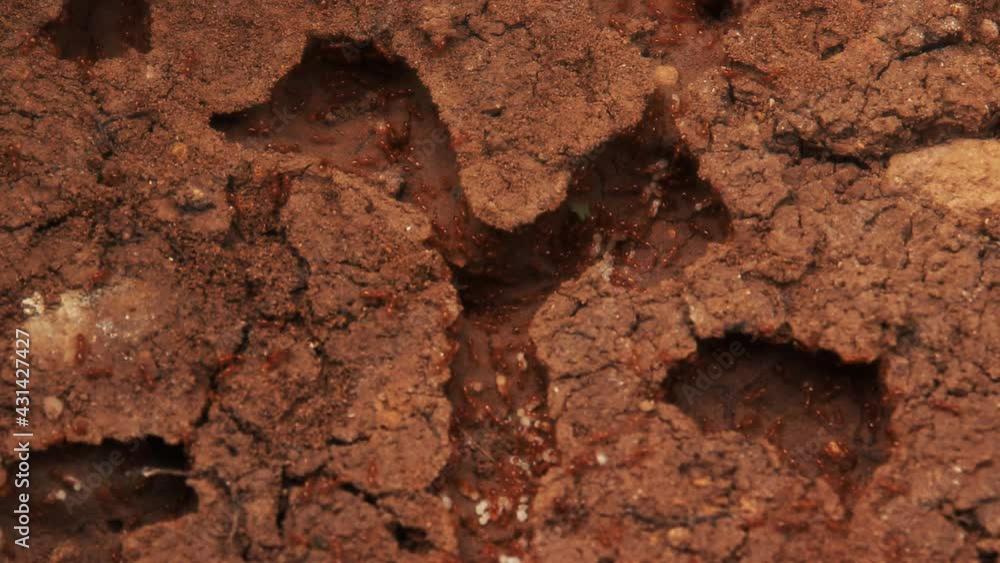 This ant colony is carrying their eggs around. This ant colony is carrying their eggs around.