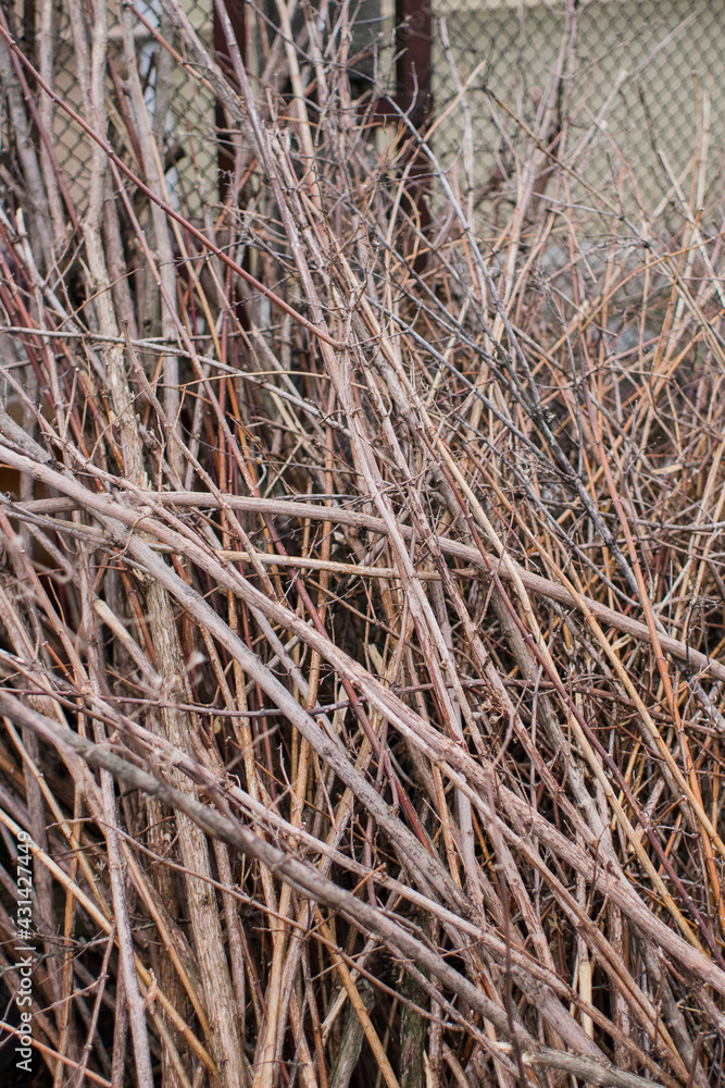 many thin branches texture in the village of wood and straw many thin branches texture in the village of wood and straw