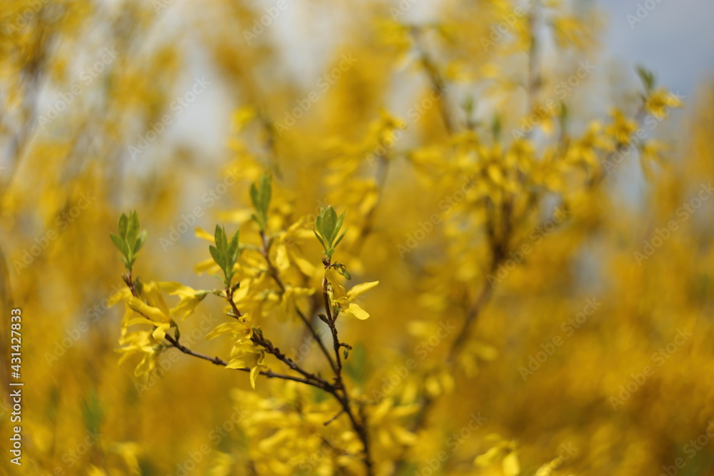 Closeup of blooming Forsythia twigs on a bright spring day: springtime concept and springtime background. Closeup of blooming Forsythia twigs on a bright spring day: springtime concept and springtime background.
