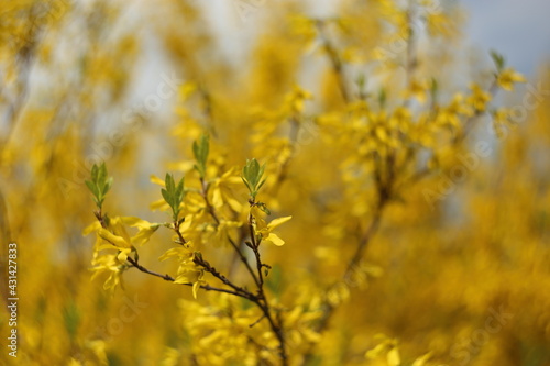 Closeup of blooming Forsythia twigs on a bright spring day: springtime concept and springtime background. © ranniptace
