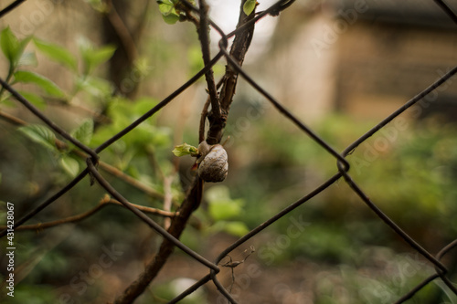 little snail sitting on a tree branch