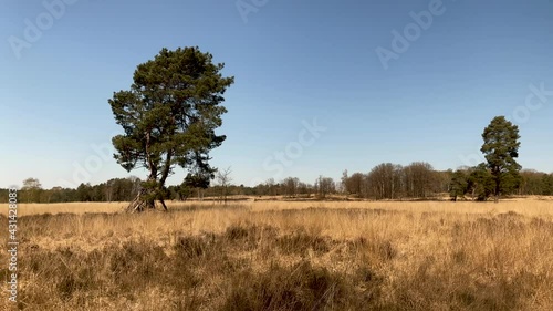 coniferous tree in open area of forest in Hoenderloo, Netherlands. Parallax shot while hiking. Clear blue sky. photo