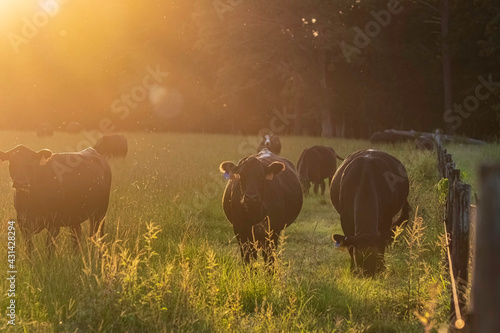 Angus cows in golden light