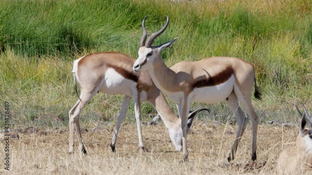 Springbok antelope feeding on a hot day in Namibian winter Springbok antelope feeding on a hot day in Namibian winter