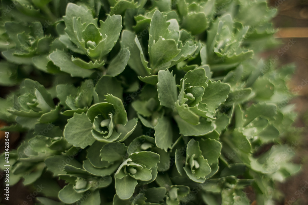 green spring background with plants in the garden green spring background with plants in the garden