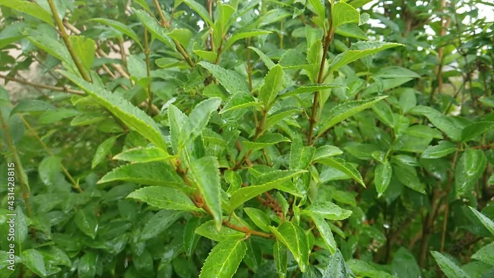 High definition slow motion of rain falling on green leaves. High definition slow motion of rain falling on green leaves.