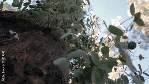 New growth on eucalypt tree after fire photo