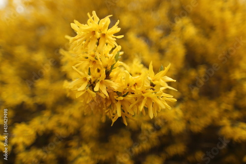 Closeup of blooming Forsythia twigs on a bright spring day: springtime concept and springtime background.