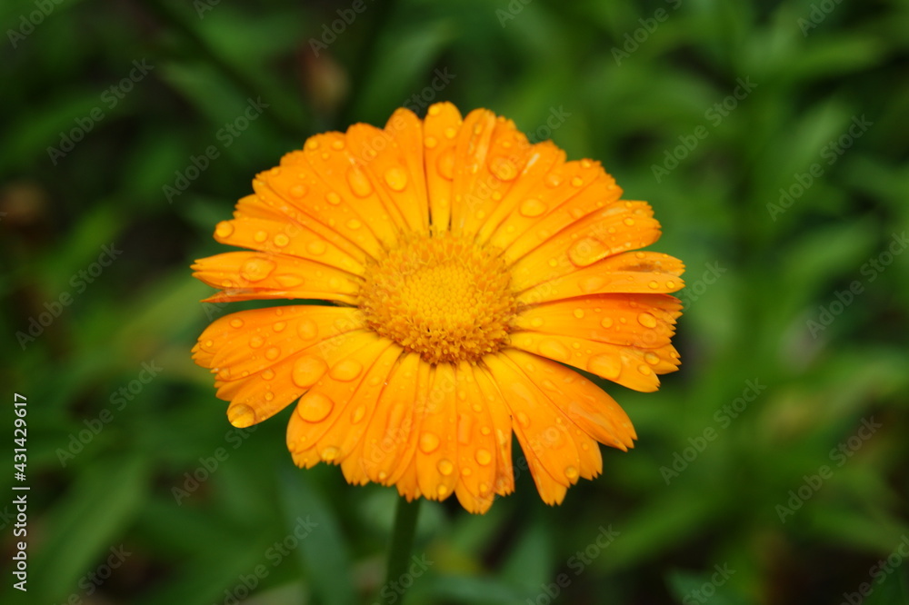 Bright orange calendula in the garden Bright orange calendula in the garden