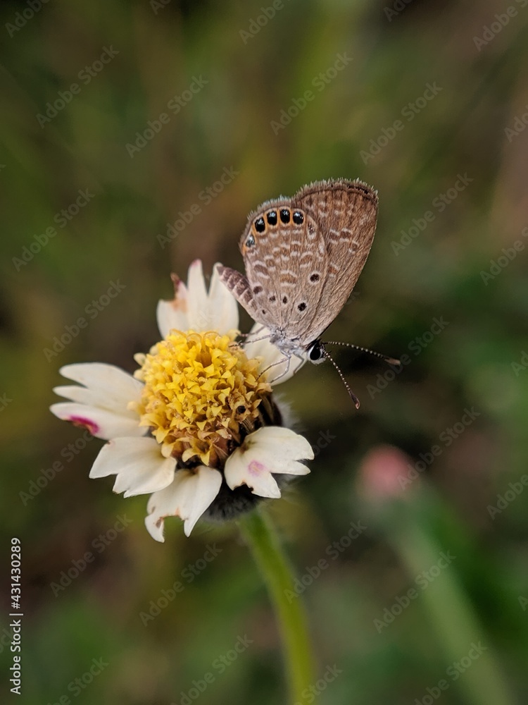A small brown butterfly perdhed on weed fliwer A small brown butterfly perdhed on weed fliwer