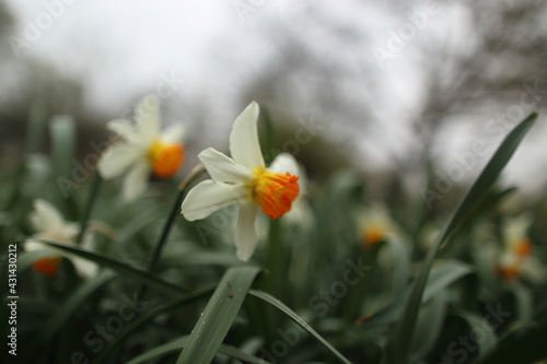 White narcissuses blooming in spring garden, green background