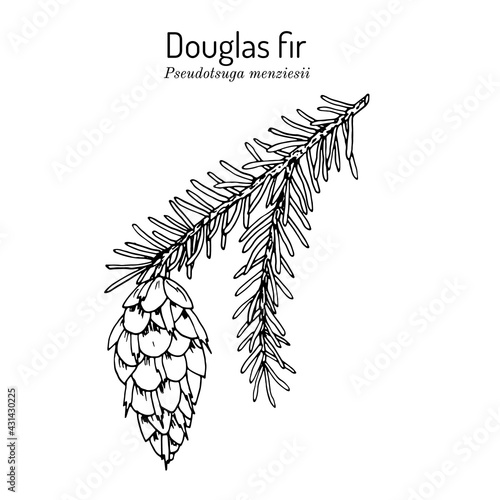 Douglas-fir Pseudotsuga menziesii , state tree of Oregon photo