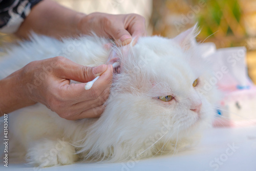 Cleaning Cat’s Ears by brush.