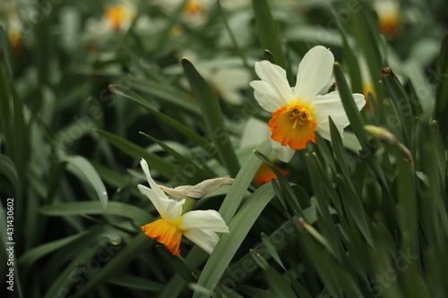 White narcissuses blooming in spring garden, green background