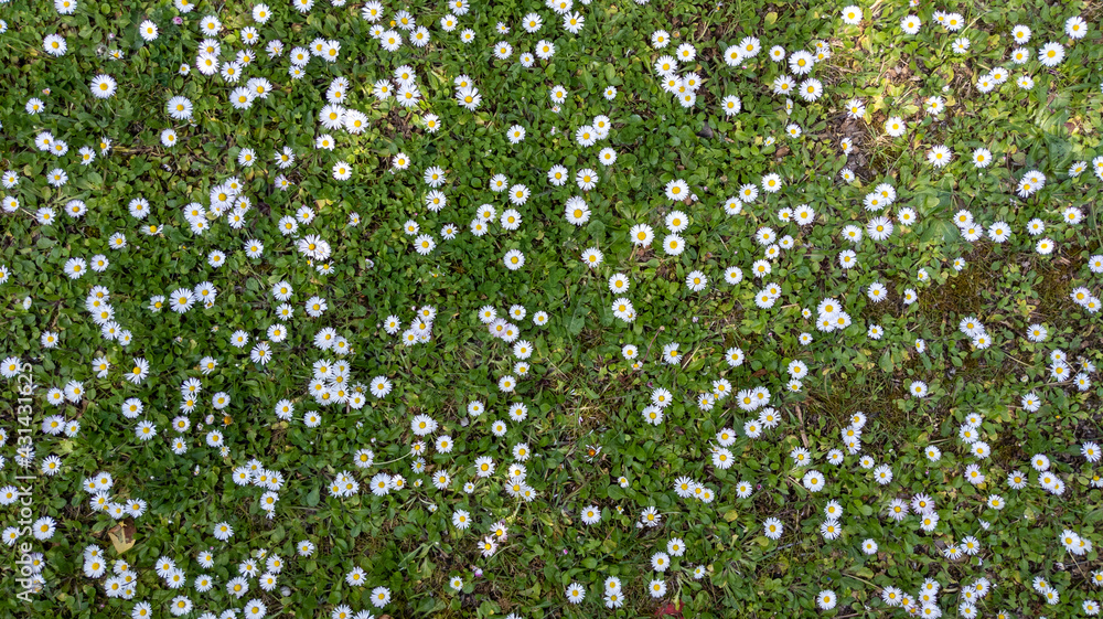 Beautiful white daisy flowers in sunny day floral abstract nature green background Beautiful white daisy flowers in sunny day floral abstract nature green background