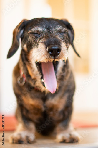 Dachshund with a lot of gesturing and faces