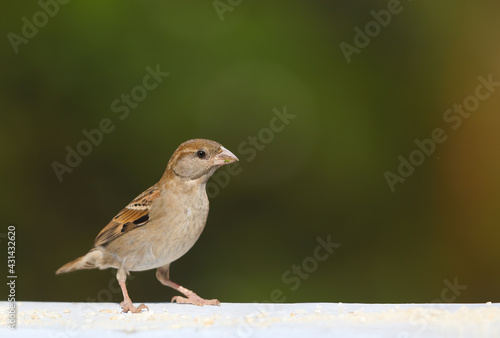 House sparrow eating food on wall 