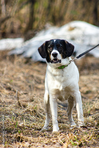 Cute white dog on a walk at the forest