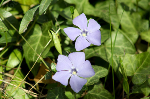 Common periwinkle in bloom close-up view