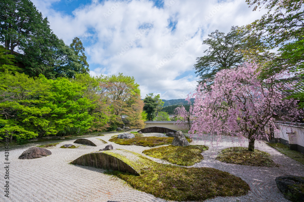 京都　実相院の枝垂れ桜