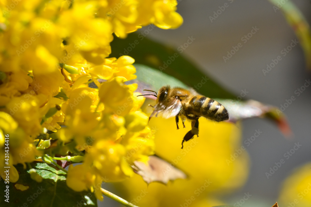 Flying honeybee collecting pollen at yellow flower. Close up of honey bee pollinate yellow flower, summer and spring backgrounds Flying honeybee collecting pollen at yellow flower. Close up of honey bee pollinate yellow flower, summer and spring backgrounds