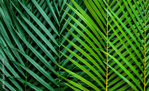 closeup nature view of palm leaves background textures