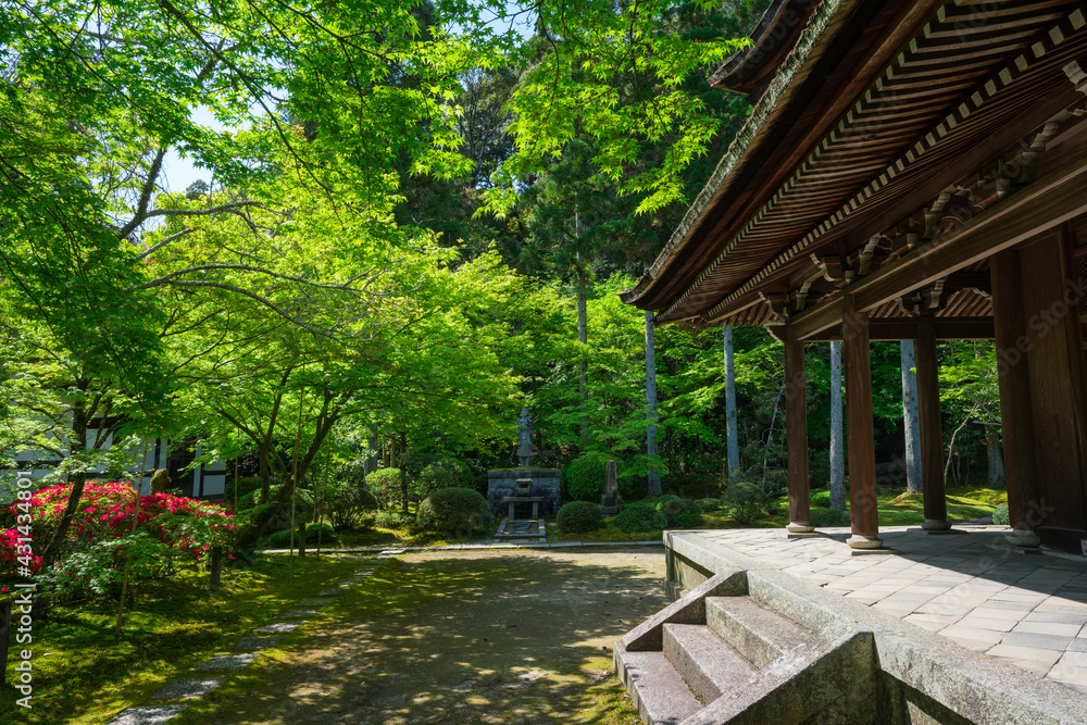 京都　一休寺の新緑　