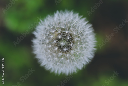 Dandelion flower in the garden