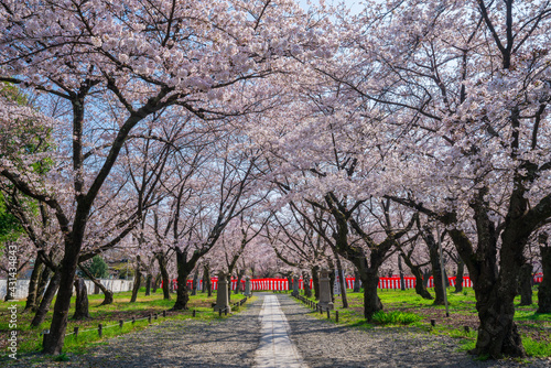 京都 平野神社の桜