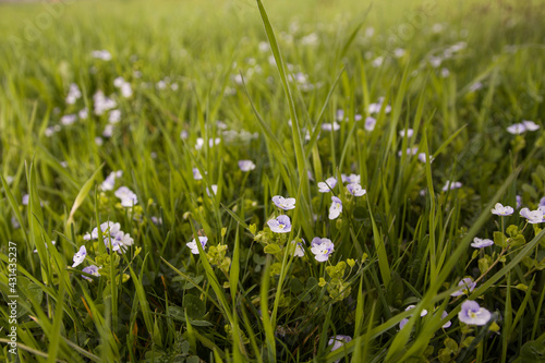 blue flowers in the green grass