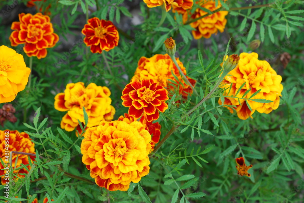 fleur fleur