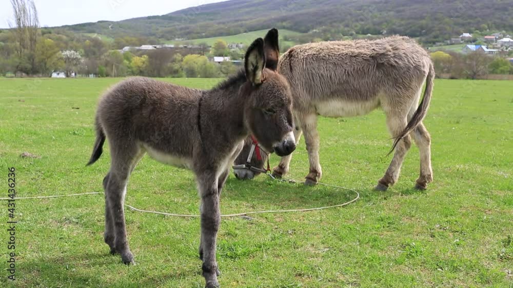 Petting a small donkey in a green meadow Petting a small donkey in a green meadow