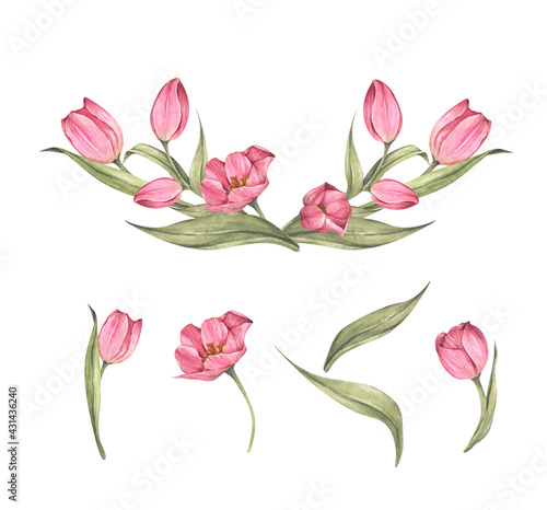 Set of Pink tulips and leaves. Bouquet of tulips. Floral composition. Watercolor illustration.