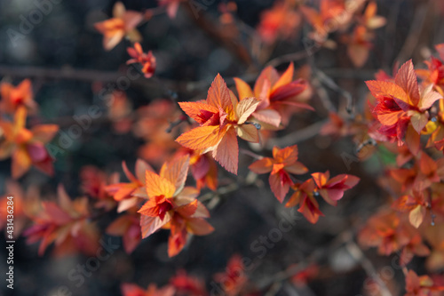 closeup of the plant with red leaves in spring