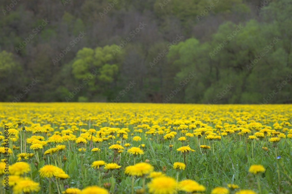 Fototapeta premium landscape with many dandelion flowers on a field