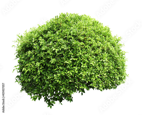Tropical Flower shrub bush tree isolated  plant with clipping path.
