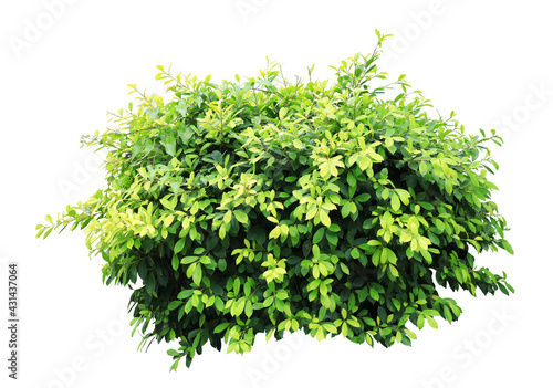 Tropical Flower shrub bush tree isolated plant with clipping path.