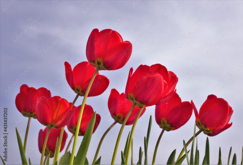 Obraz premium red tulips on a blue sky background