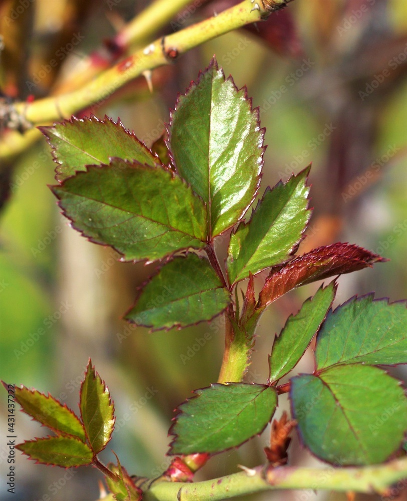 a rose branch with raw leaf buds a rose branch with raw leaf buds