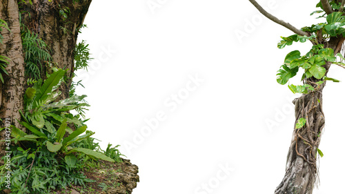 Fototapeta Naklejka Na Ścianę i Meble -  Nature frame of jungle trees with tropical rainforest foliage plants isolated on white background with clipping path.