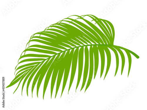 palm tree leaf, tropical floral element illustration