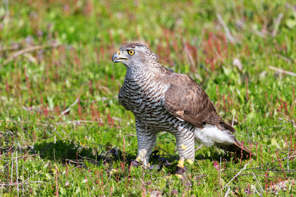 Beautiful wild goshawk Beautiful wild goshawk
