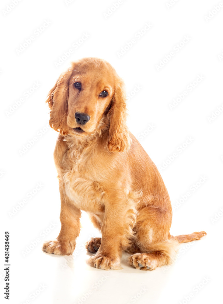 Small cocker spaniel dog with a beautiful blonde hair Small cocker spaniel dog with a beautiful blonde hair