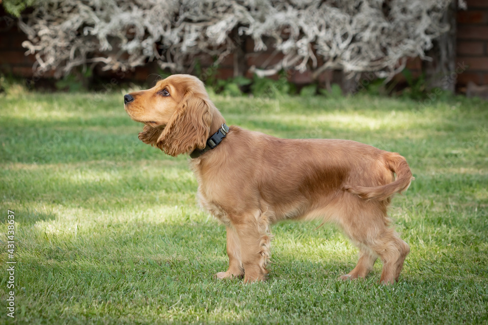 Small cocker spaniel dog with a beautiful blonde hair Small cocker spaniel dog with a beautiful blonde hair
