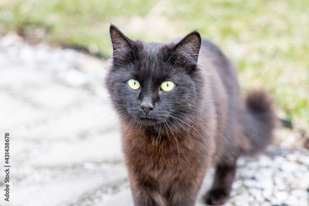 A beautiful adult young black cat with big green eyes is in the garden in summer A beautiful adult young black cat with big green eyes is in the garden in summer