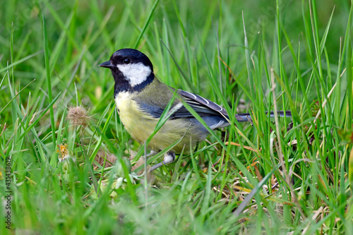 Kohlmeise // Great tit (Parus major) photo