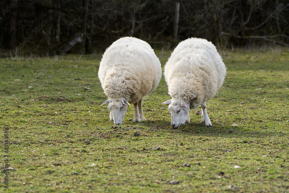 Fototapeta premium Sheep eating fresh grass. unshorn sheep in a spring field. Sheep looking to camera, Farming, free grazing concept, autumn field