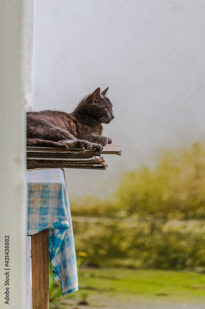 Graue Katze sonnt sich auf Tisch